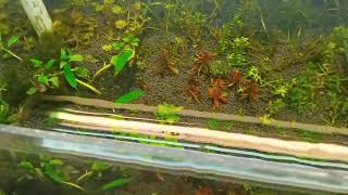 dia 1 acuario plantado 130x50x40 [upl. by Nnylatsirk]