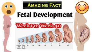 Fetal Development 2 Weeks to 40 Weeks Fertilization Implantation Gods Grace [upl. by Dnumde820]