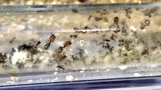 My Pheidole xerophila colony 6 months  252024 [upl. by Debbra]