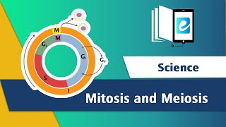 Difference between MitosisampMeiosisCell Cycle3D AnimationScienceAnimated Science Videoelearn K12 [upl. by Kopp]