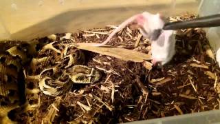 Super quick puff adder striking for mouse full speed [upl. by Denise]