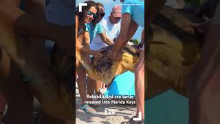 Rehabilitated sea turtle released into Florida Keys [upl. by Rosemonde]