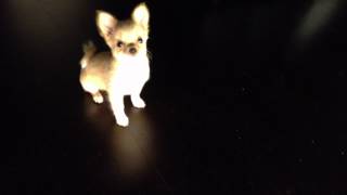 Chihuahua Puppy Barking [upl. by Hazeefah84]