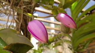 🔴 ENCYCLIASMESQUITAEMAXILLARIA TENUIFOLIA [upl. by Uuge626]