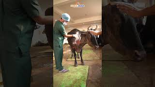 Brave Police Officer Assists in Rescuing a Burned Cow  Gokul Dham Mahatirth  Cow Hospital shorts [upl. by Onailimixam]