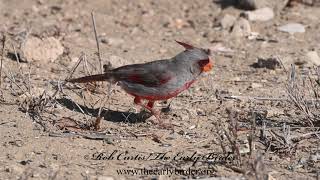 Cardinalis sinuatus PYRRHULOXIA compilation 3032403 [upl. by Clorinda]