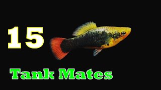 Top 15 Platy Fish Tank Mates  Platy Fish Tank Mates  Tank Mates for Platy Fish [upl. by Cord]