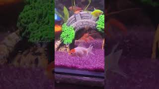 My aquarium aquarium anglefish crayfish goldfish gourami glofish rainbowshark applesnail [upl. by Faunie766]