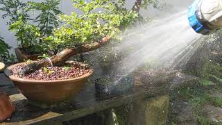 Watering Bonsai ASMR [upl. by Nereil]