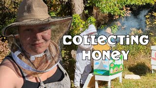 Collecting Honey [upl. by Molton]