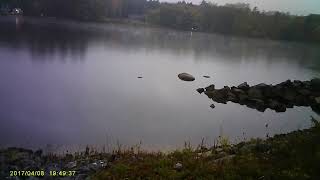 Eagle and Loon on Pierce Lake [upl. by Freya]