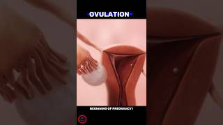 Ovulation  beginning of Pregnancy  shorts [upl. by Medlin864]