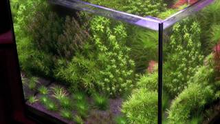 Tonina Style Freshwater Planted Aquarium [upl. by Germano569]