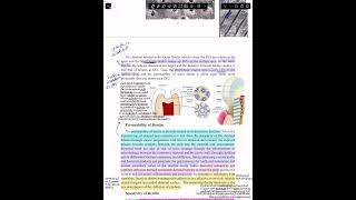 شرح operative lec 4biological considration of dentin مرحلة رابعه طب اسنان [upl. by Holmann]