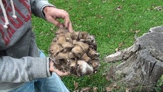 Maitake  Sheepshead  Hen of the Woods  Cooking Mushroom [upl. by Hannon251]