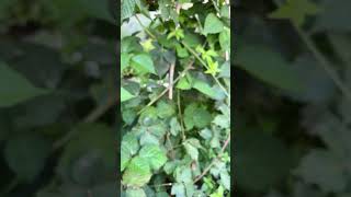 Red berry Fruits in my yard berry redberry fruit ruthcagayanvlog [upl. by Genaro417]