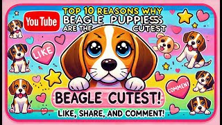 Why BEAGLE PUPPIES Are So CUTE [upl. by Dlorah]