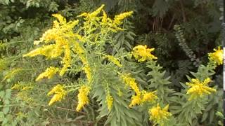 Goldenrod and its uses [upl. by Nedearb]