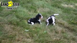 Lovable Cavalier King Charles Spaniel Puppies [upl. by Drarig20]