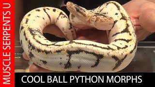 SCALELESS BALL PYTHON SPECIAL NEEDS with Tim Bailey at Daytona Reptile Breeders Expo Part 3 [upl. by Releehw139]