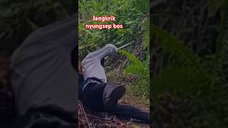 Angkat Buah Sawit Berakhir Nyungsep [upl. by Brittaney]