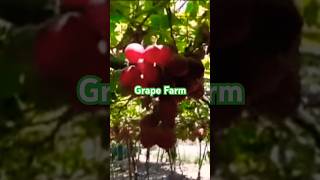 Grape farm shortvideo freshfruitsasmr travelers [upl. by Omixam]