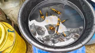 cheapest aquarium fish market in kolkata india nature beautiful [upl. by Christi]