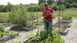 How to Stake Melons  Growing Melons [upl. by Luther]