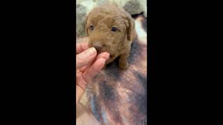 daisy labradoodle 4wks [upl. by Nyrroc]