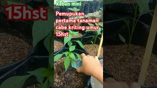 Di fase vegetatif tanaman memerlukan nutrisi lebih shorts gardening berkebun [upl. by Kaasi]