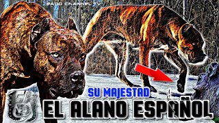 El PRESA mas ágil de la Matriz abanica ►【Alano Español】 ✔️ [upl. by Enyrat]