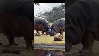 Dangerous Hippocrates Please follow me for wildlife videos hippo dangero wildlifesafari animal [upl. by Demetra773]