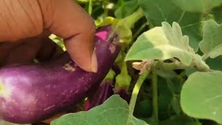 Vankaya Pachadi brinjal recipes foodlover viralvideo [upl. by Dressel]