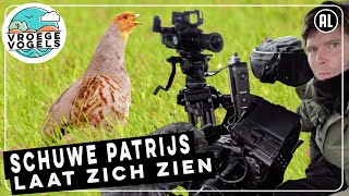 Eindelijk Een patrijs in beeld  TV  Vroege Vogels [upl. by Zerlina]