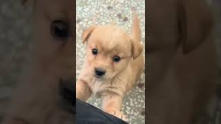 Baby dogcute puppy barking4kviralshorts [upl. by Courtney308]