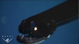 Eerie critters from the deep sea BIG TEETH [upl. by Jammal]