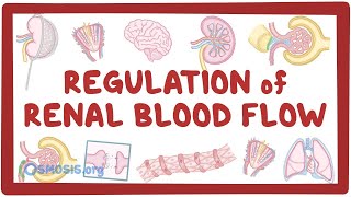 Regulation of Renal Blood Flow [upl. by Scarlett470]