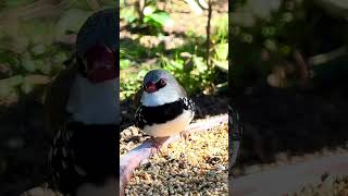 Diamond firetail finch bird birds nature animals pets [upl. by Genovera896]