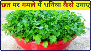 गमले में धनिया कैसे उगाएं ।। Dhaniya kaise ugaye in Hindi Ghar per ।। Coriander farming ।। [upl. by Encratia695]