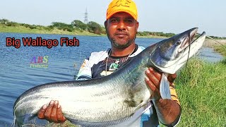 Wallago Attu Catfish Catching  Big Patan Fish Catching  Village River Fishing [upl. by Dnomasor]