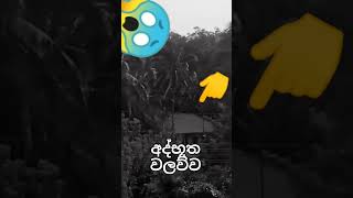 අද්භූත වලව්ව 😱😱 හොල්මන් holmanvideo [upl. by Alimaj]