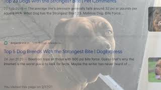 Boerboel  Dog Breed Has The Strongest Bite  Here Is Why [upl. by Nikolaos]