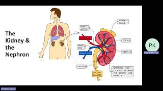 IGCSE Ch 13 Excretion in humans [upl. by Acira46]