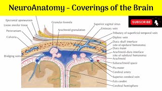 Meninges of the Brain  Spaces  Arachnoid Cisternae  Blood Brain Barrier Blood  CSF Barrier [upl. by Nodla]