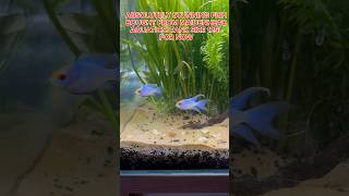 Cichlids breeding fish aquarium fishtank cichlid ytshort [upl. by Dnomyad863]