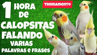 1 Hora de Calopsitas Falando para Ensinar a Sua a Falar  Treinamento para calopsita 🦜🐦🗨️ [upl. by Braasch]