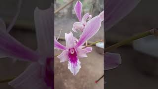 Rosmery tanduk kawok orchid [upl. by Alcina]