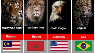 Ranking the Worlds Most Iconic National Animals [upl. by Einatirb]