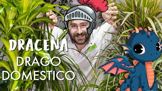 Dracena come prendersi cura di un drago di pianta [upl. by Nhguavaj]