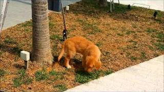 Duke Potty Training Video  Dog Training Singapore [upl. by Ferrell658]